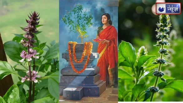 रामा या श्यामा घर में तुलसी के किस पौधे को लगाना माना जाता है बेहद शुभ?