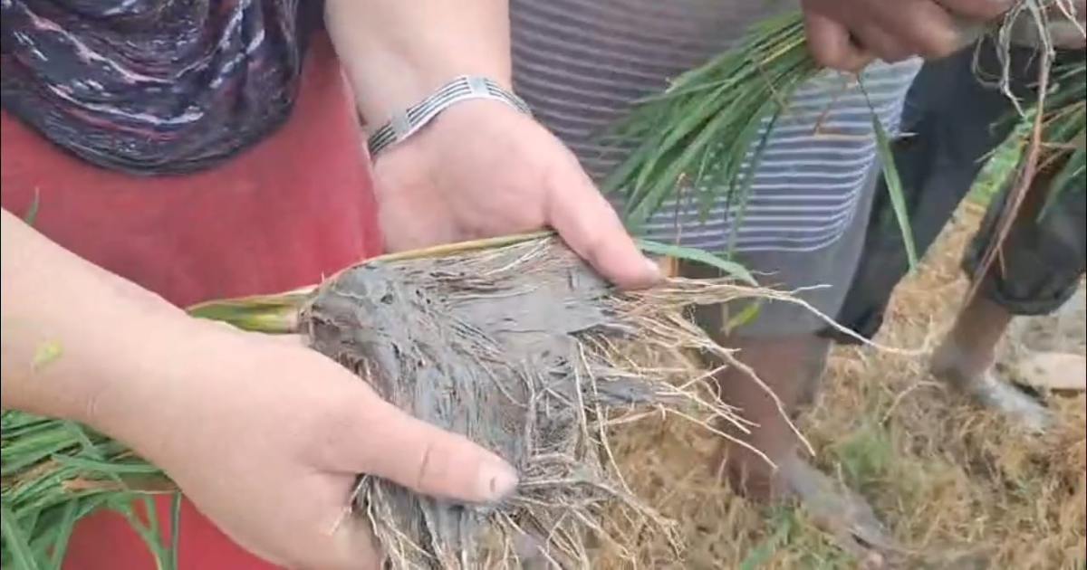 Fiji Virus In Paddy 1