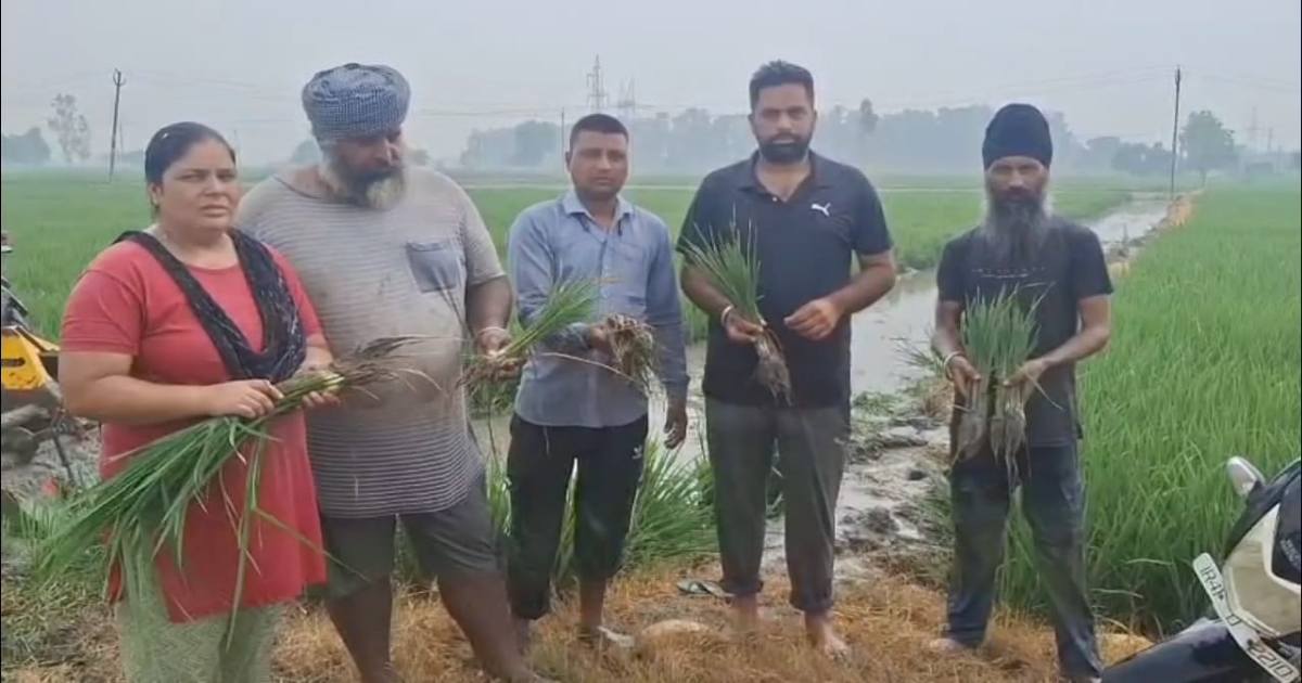 Fiji Virus In Paddy 2