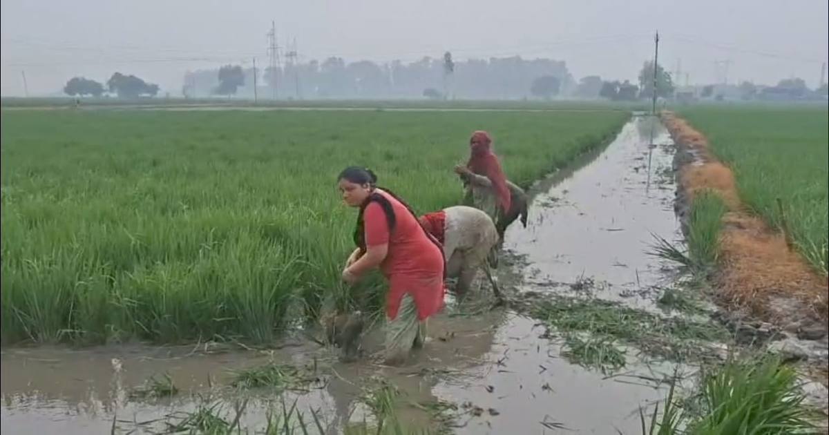Fiji Virus In Paddy 3