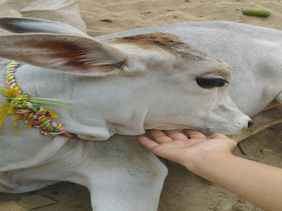 cow seva - Photo Gallery
