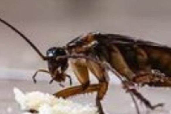 रातों-रात गायब होंगे कॉकरोच, जानें किचन को सुरक्षित रखने के 7 तरीके