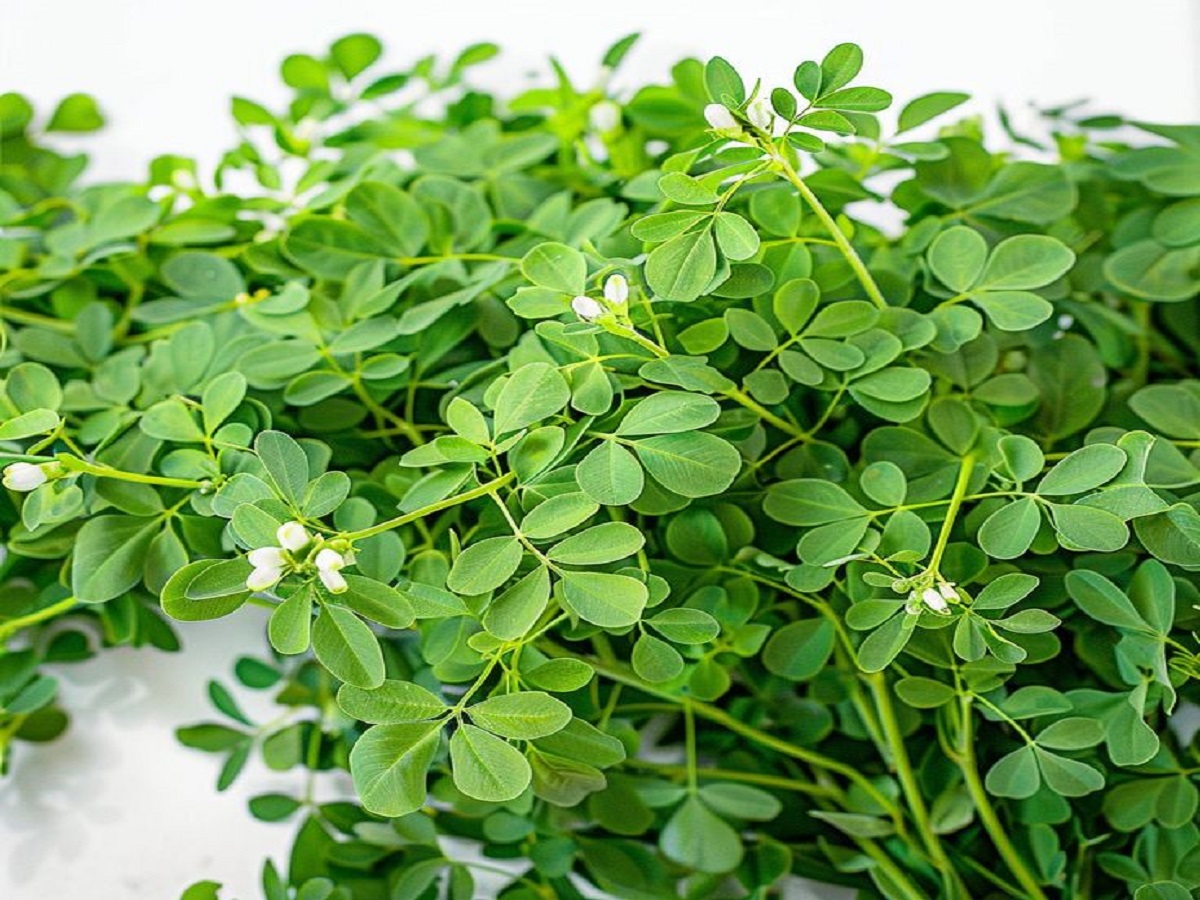 fenugreek - Photo Gallery