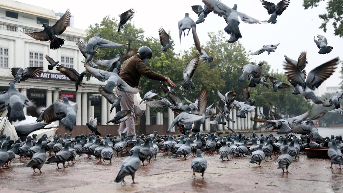 HealthFeedingPigeons1200x768