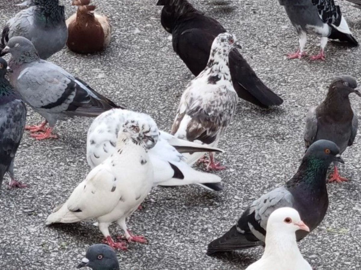 Vastu Tips:कबूतर को दाना खिलाने से खुलते हैं भाग्य के द्वार और मिलता है मानसिक सुख