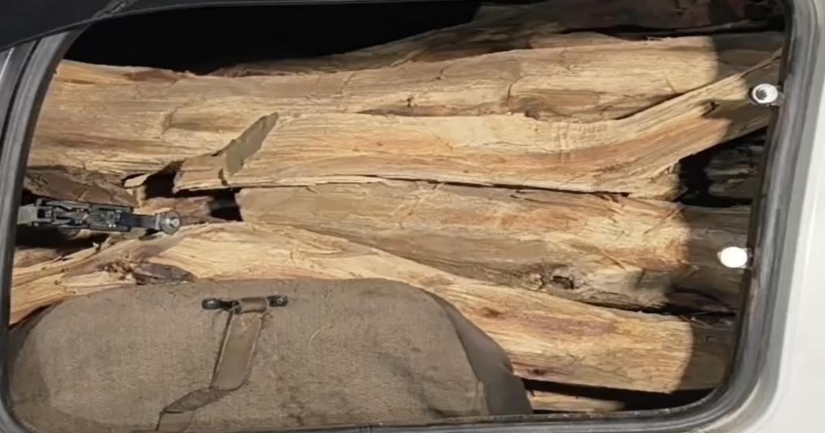 खैर तस्करों के हौंसले बुलंद : खैर की लकड़ी काटकर चोरी करके ले जा रहे तस्कर, वन विभाग के कर्मचारियों ने रोका तो की मारपीट