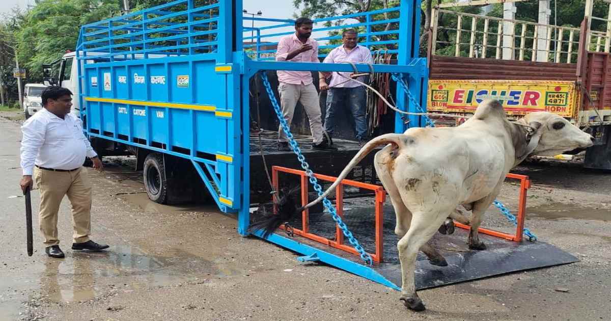 सड़कें होंगी सुरक्षित, गौवंश पाएंगे सहारा : करनाल नगर निगम का बड़ा कदम…अब नहीं दिखेंगे सड़कों पर बेसहारा पशु