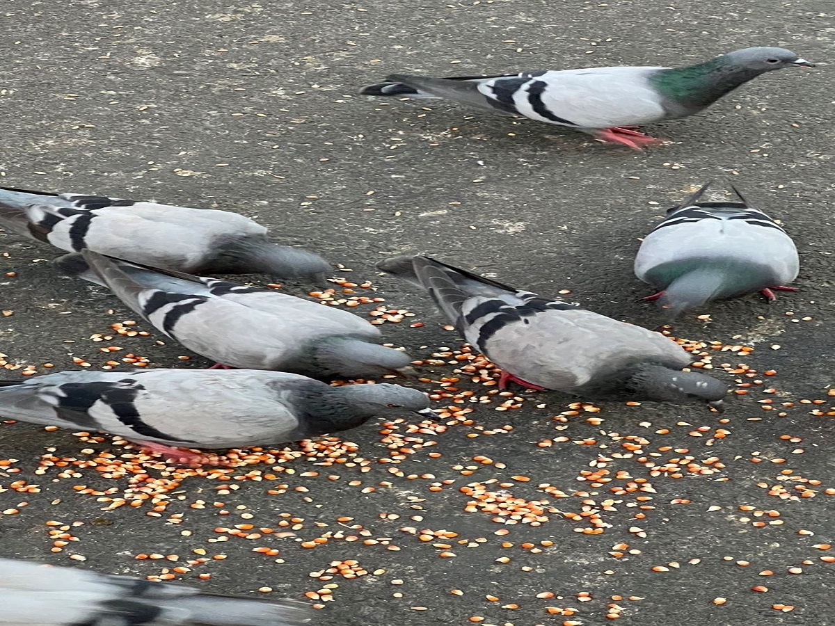 reducing the effect of saturn and rahu - Photo Gallery