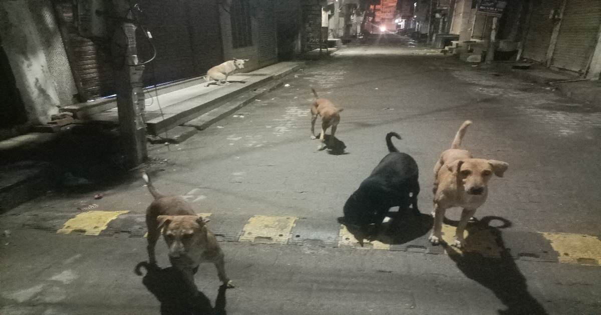 आवारा कुत्तों का टेंडर खोलने में नाकाम रही समालखा नगर पालिका, अप्रैल से अगस्त तक 1127 लोग हो चुके शिकार, आवारा कुत्तों द्वारा काटने के मामले में समालखा नंबर वन पर