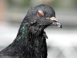 zombie pigeon 1