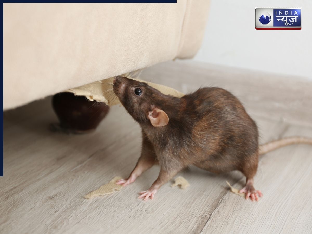 बिना मारे चूहों की दहशत होगी खत्म! बस अपना ले ये असरदार घरेलु उपाय