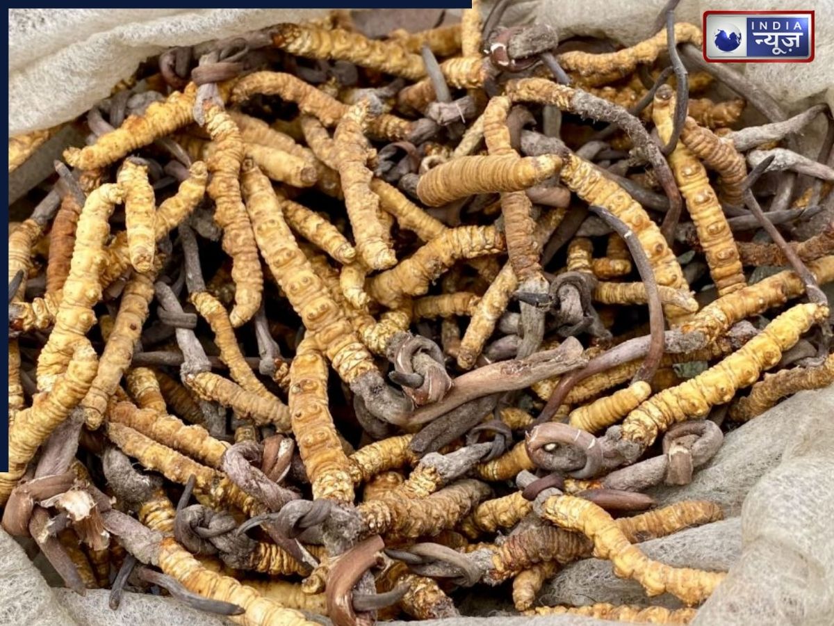 शिलाजीत नहीं ये एक लकड़ी देगी घोड़े जितनी ताकत, एक ही बार में पत्नी हो जाएगी खुश