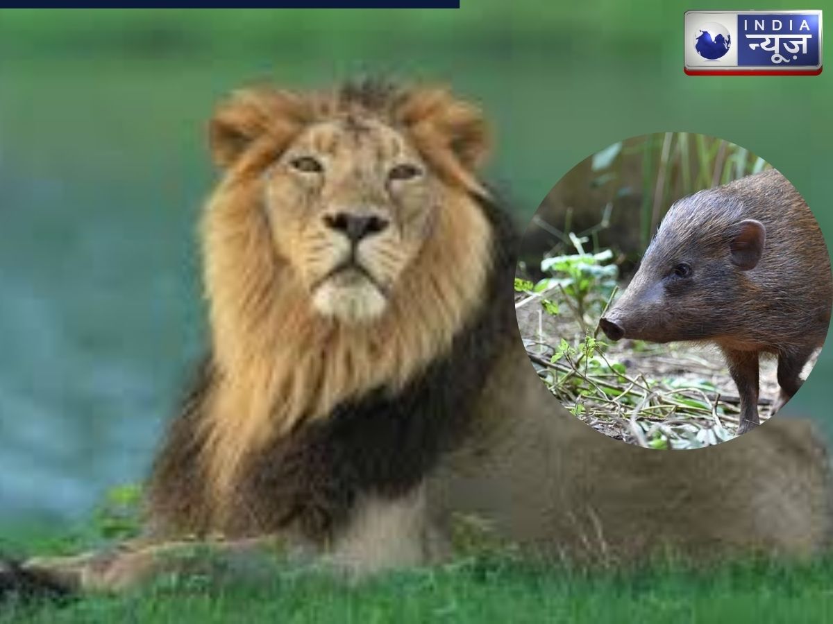 Endemic Species: 6 ऐसे जानवर जो भारत छोड़ कहीं नहीं पाए जाते