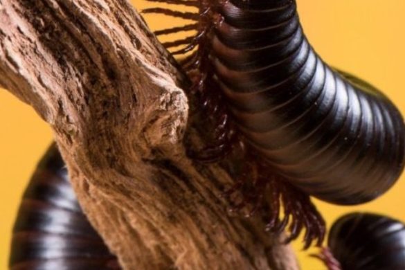 कनखजूरा भगाने का आसान और परमानेंट तरीका, तुंरत देगा आपको राहत!