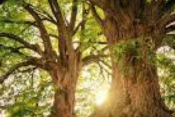 अशोक, पीपल, नीम और बरगद जैसे पेड़ लगाना और बचाना क्यो जरूरी है?