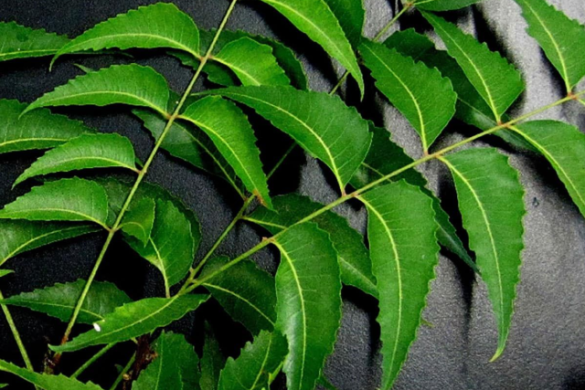 डायबिटीज़, पाचन और त्वचा की समस्याओं के लिए नीम का पानी है बेस्ट!