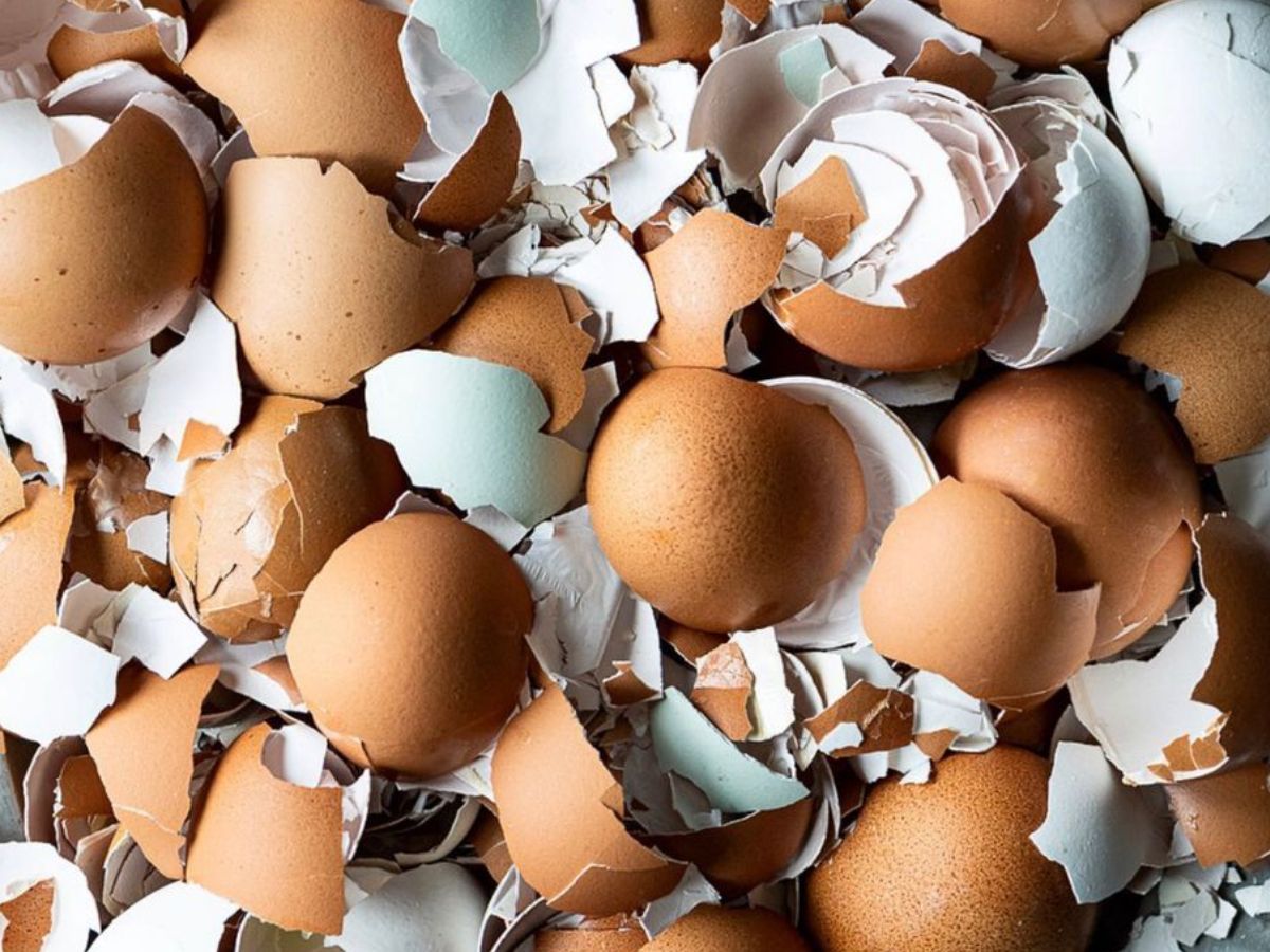 egg shells - Photo Gallery