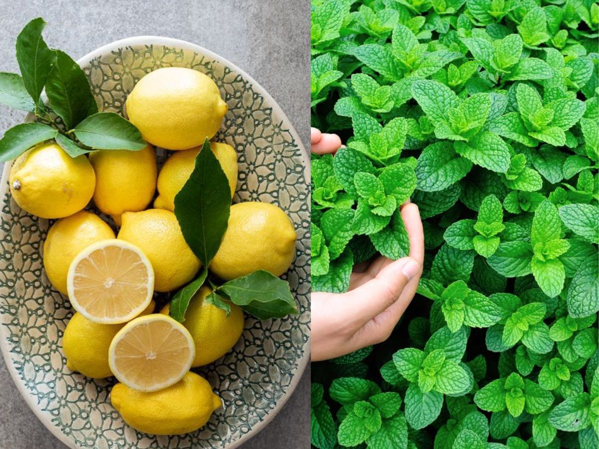 lemon and mint - Photo Gallery