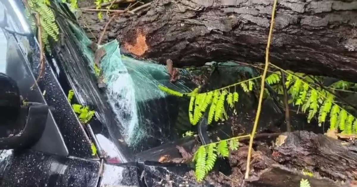 पंचकूला में मूसलाधार बारिश : निजी स्कूल के बाहर स्कूली बच्चों से भरी कार पर गिरा भारी भरकम पेड़, पंचकूला प्रशासन ले लिया बड़ा फैसला