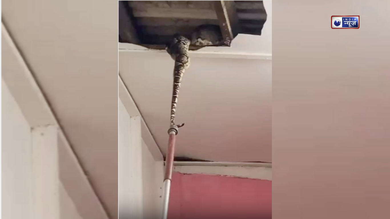 cobra video: 3 सांपों ने घर की छत पर मचाया आतंक, जब तोड़ी गई सीलिंग तो देखने वालों के उड़े होश..