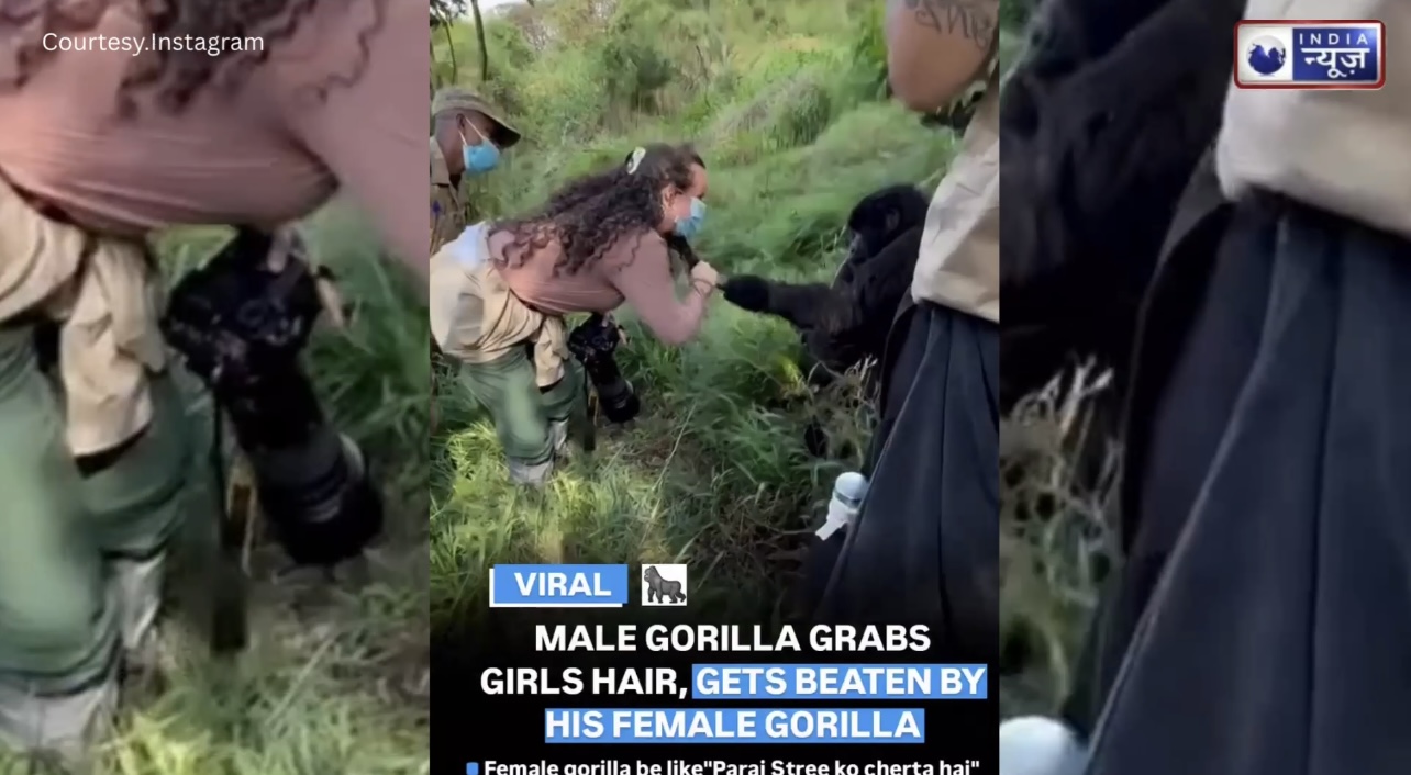 खूबसूरत लड़की को देख गोरिल्ला हुआ दीवाना, बाल पकड़ते ही आई बीवी और दे मारा झन्नाटेदार थप्पड़…