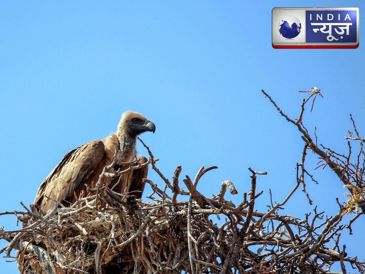 650 साल का रहस्य, गिद्धों के घोंसले ने खोला इंसानी इतिहास का खजाना!