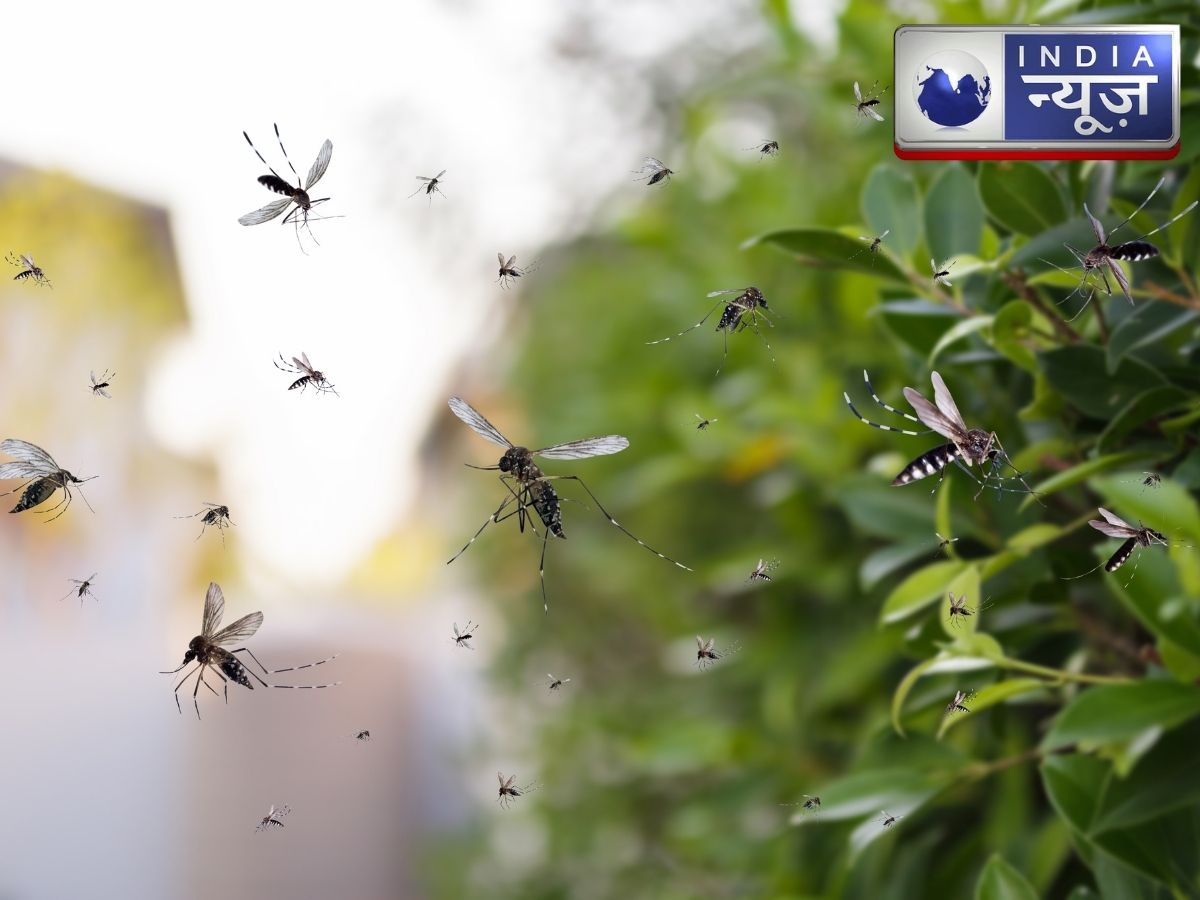 दुनिया के इस देश में है सबसे बड़ी ‘मच्छर फैक्ट्री’, होता है ये हैरतअंगैज काम