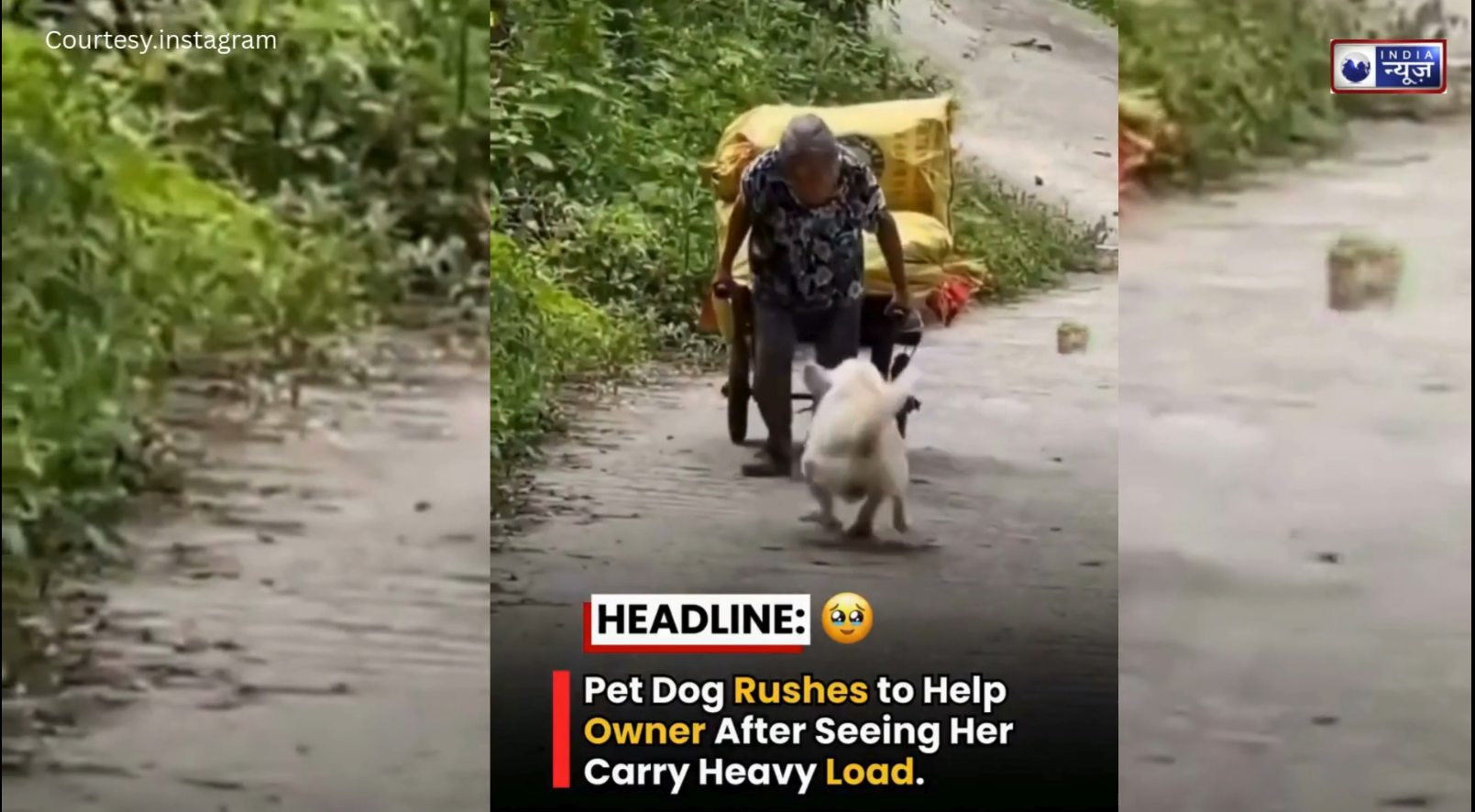 जब मालिक ने उठाया भारी बोझ, तो बचाने दौड़ पड़ा वफादार Dog! वीडियो देख भर आया सबका दिल…