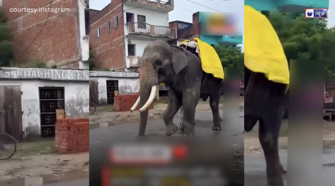 Breaking: हाथी का दिल दहला देने वाला दर्द! जख्मी हालत में भारी वजन ढोने को मजबूर, वीडियो देख रो पड़े लोग…