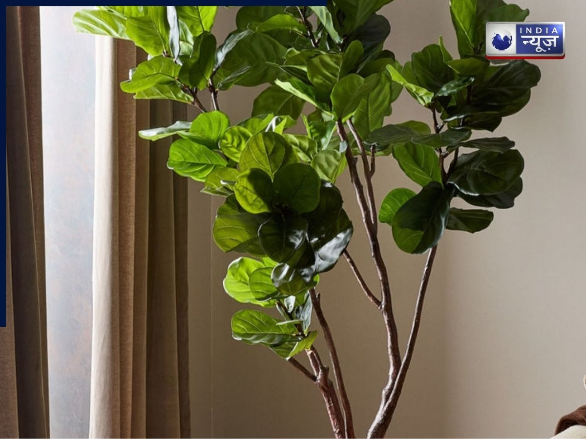 Vastu Shastra: किन पेड़ों की छाया घर पर नहीं पड़नी चाहिए? जानें शास्त्रों में बताए गए संकेत