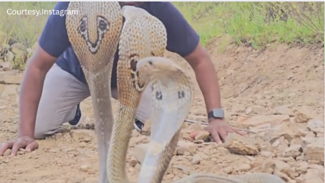Cobra Viral Video: एक साथ 5 कोबरा से पड़ा पाला, फिर शख्स के साथ जो हुआ उसको देख चीखें निकल जाएंगी आपकी