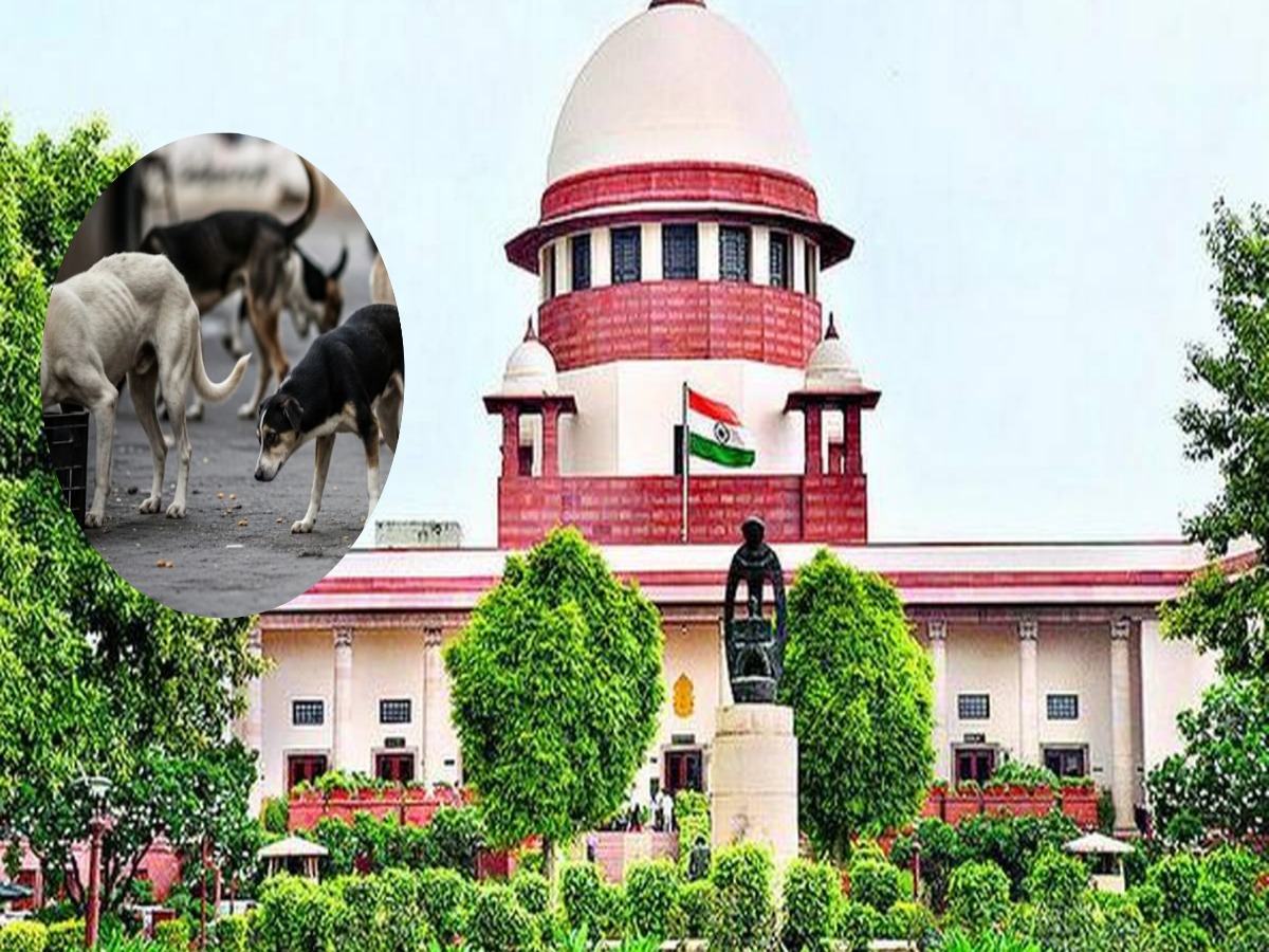 Supreme Court का सरकार को सख्त निर्देश, ‘नसबंदी के बाद कुत्तों को वापस…’