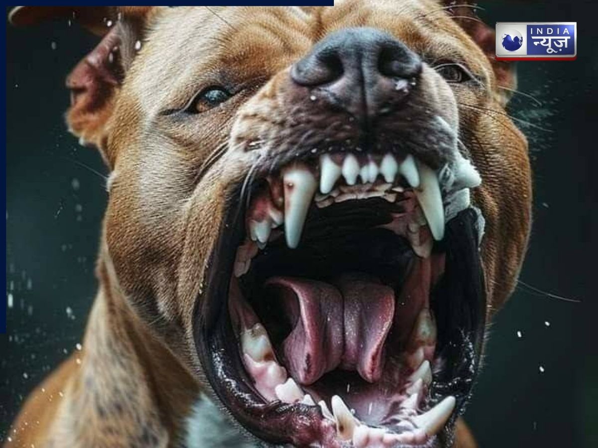 दिल्ली में फिर पिटबुल का आतंक, 6 साल के मासूम पर हमला कर काटा कान, इलाके में दहशत