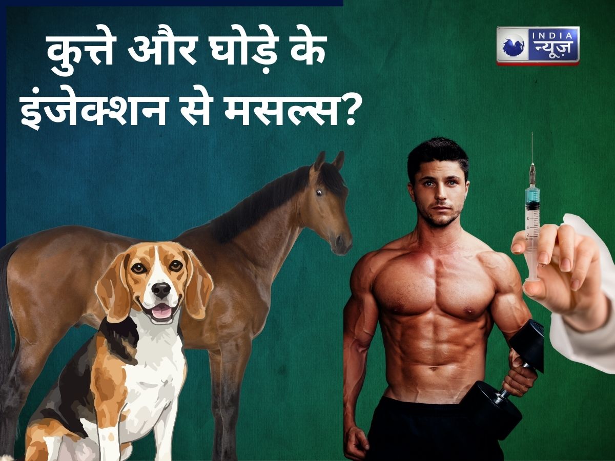 मसल्स बनाने के लिए खतरनाक तरीका! कुत्ते और घोड़े के इंजेक्शन से ऑर्गन हुए खराब, सेहत पर पड़ेगा बुरा असर