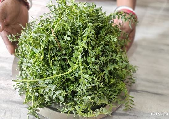 Preparation of greens - Photo Gallery