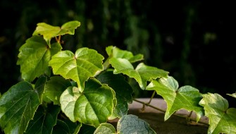 Dense Hiding Place - Photo Gallery