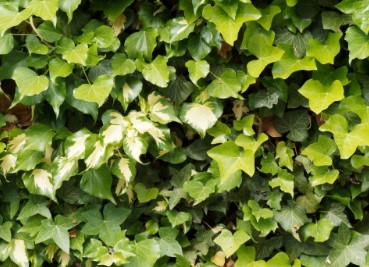 Moisture and Coolness - Photo Gallery