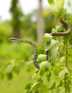Opportunity to pounce on prey - Photo Gallery