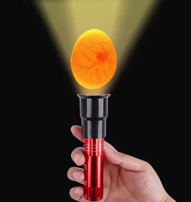 Light test (Candling Test) - Photo Gallery