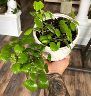 सावधान! यह पौधा आपके घर में बुला सकता है साँप - Gallery Image