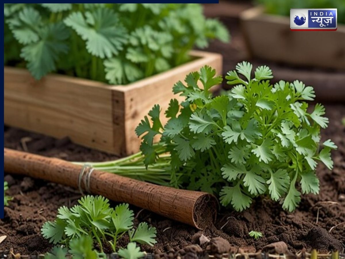 when coriander plant prepare - Photo Gallery
