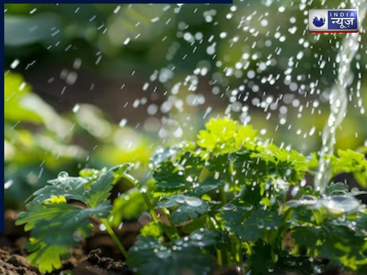 coriander plant care tips - Photo Gallery