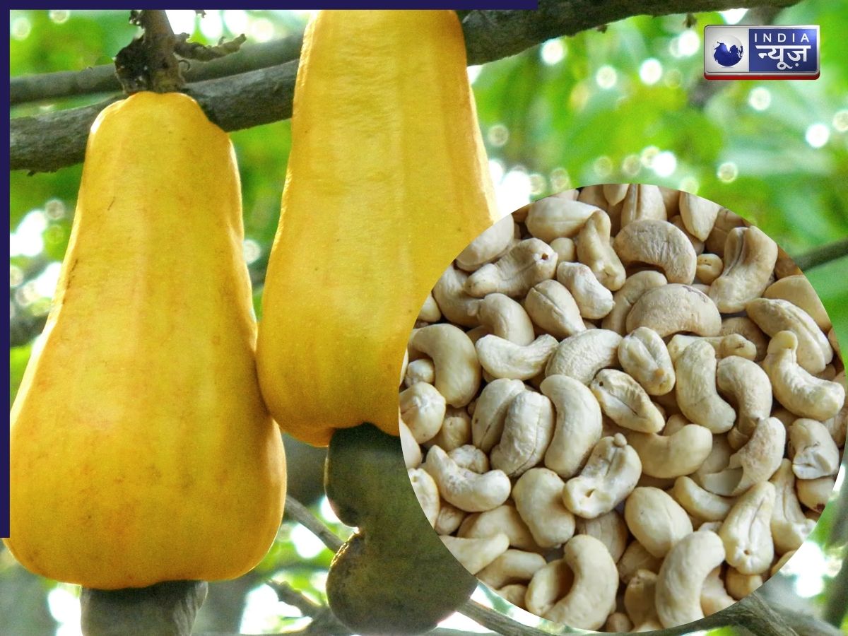 Cashew W240 meaning: काजू की भी होती है ग्रेडिंग, W180 से W450 तक जानें किसकी क्वालिटी है बेहतर!