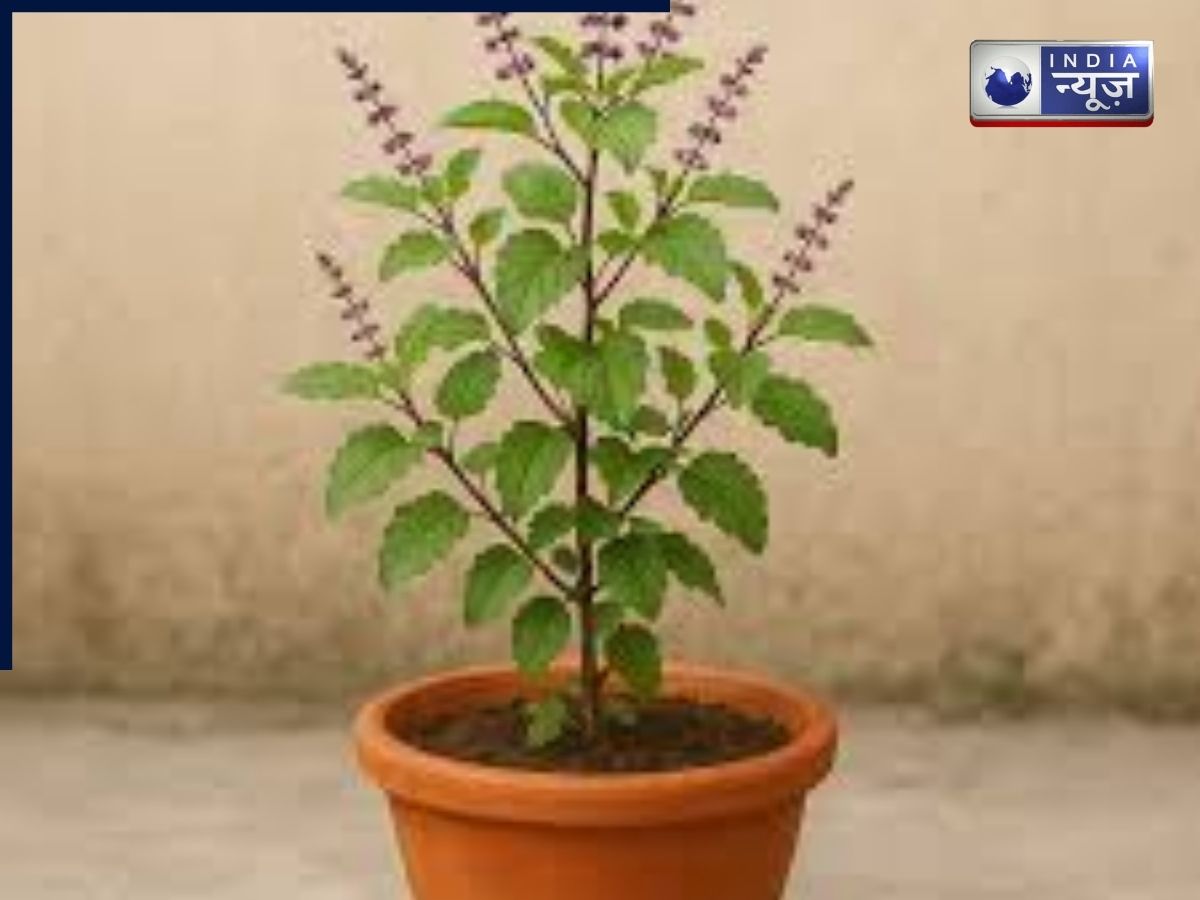 Tulsi Pujan Diwas 2025: तुलसी पूजन की शाम को करें ये सरल उपाय, घर में बनी रहेगी सकारात्मक ऊर्जा