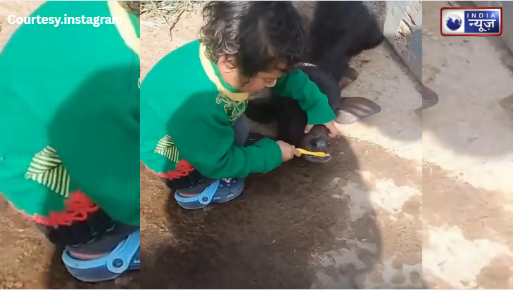 इंसानियत अभी जिंदा है! छोटी सी जान ने बेजुबान से जताया ऐसा लाड, इंटरनेट पर मच गई खलबली