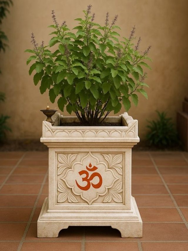 रामा या श्यामा कौन सी तुलसी लगानी होता है शुभ?