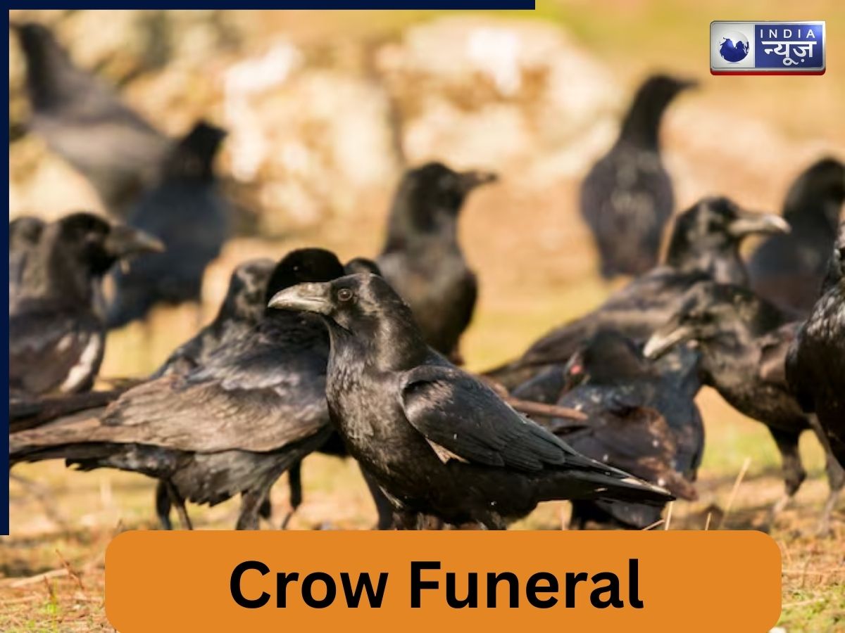क्या कौवों में होता है ‘अंतिम संस्कार’? मृत साथी को घेरकर क्यों बैठते हैं? वैज्ञानिकों ने खोला राज, रह जाएंगे हैरान!