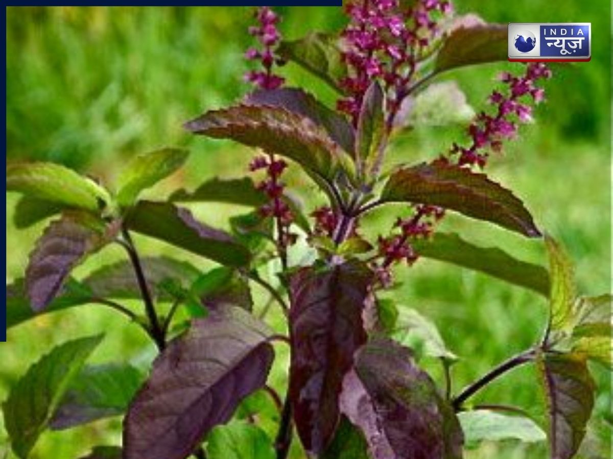 Tulsi: आखिर क्यों धर्म और विज्ञान दोनों ही तुलसी पत्ते को चबाने से मना करते हैं? वजह जानकर रह जाएंगे हैरान!