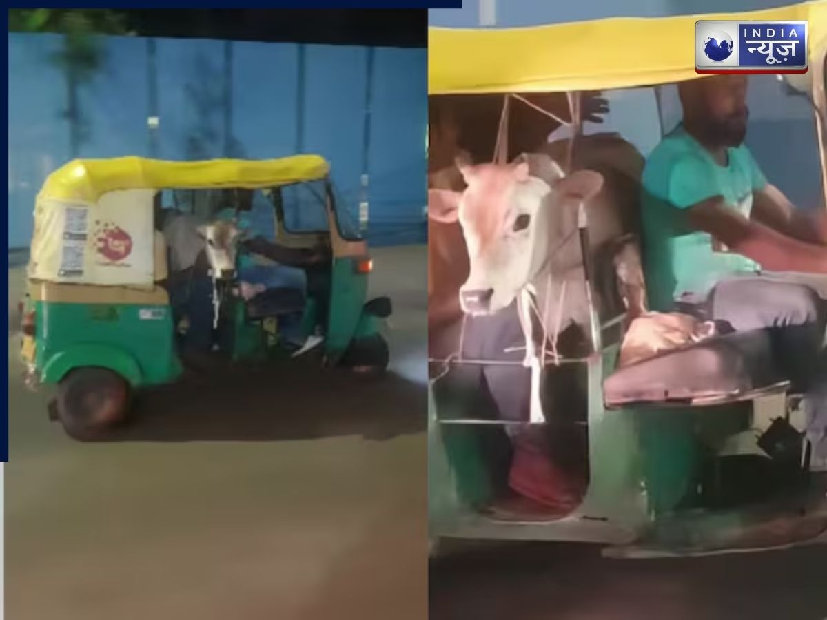 भीड़भाड़ वाली सड़क पर अनोखा नज़ारा! ऑटो में आराम से सफर करता दिखा बछड़ा, विदेशी ने किया कैमरे में कैद