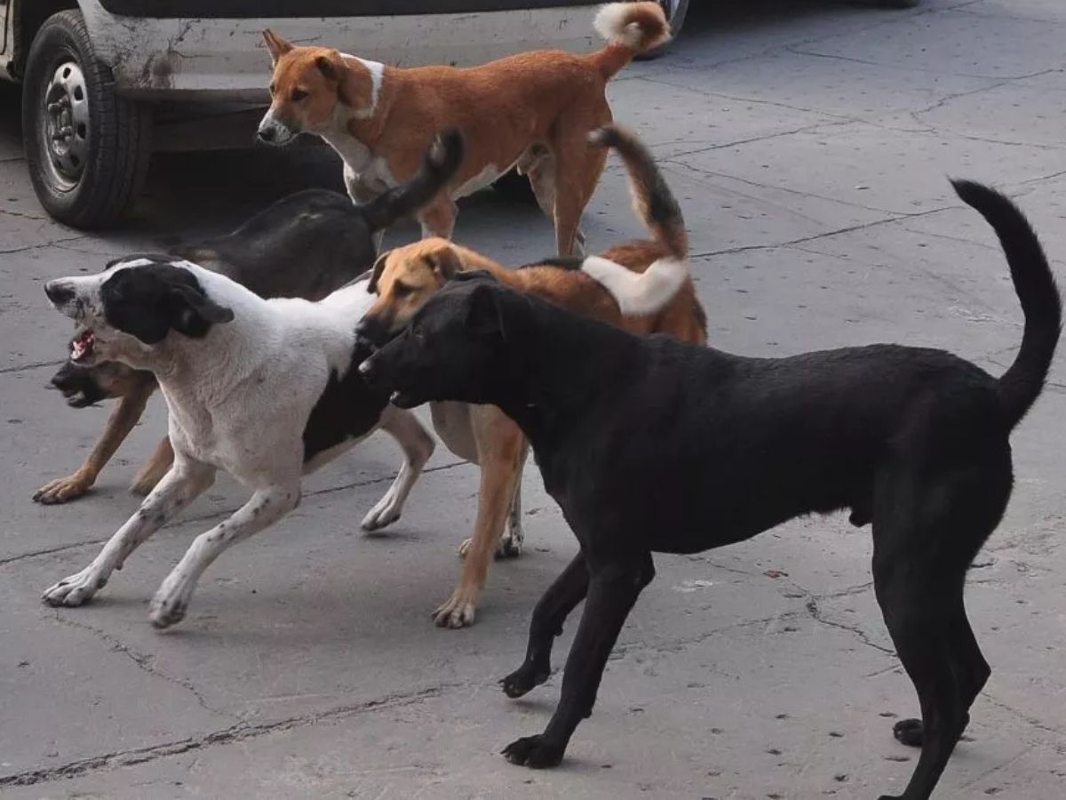 Delhi Teachers Stray Dogs Counting: कुत्तों की गिनती करेंगे दिल्ली के टीचर्स, आदेश सामने आते ही भड़क गए मास्टर जी